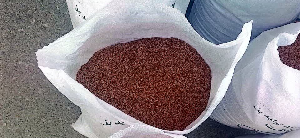 آماده‌سازی بذور گندم جهت آغاز کشت پاییزه در باشت